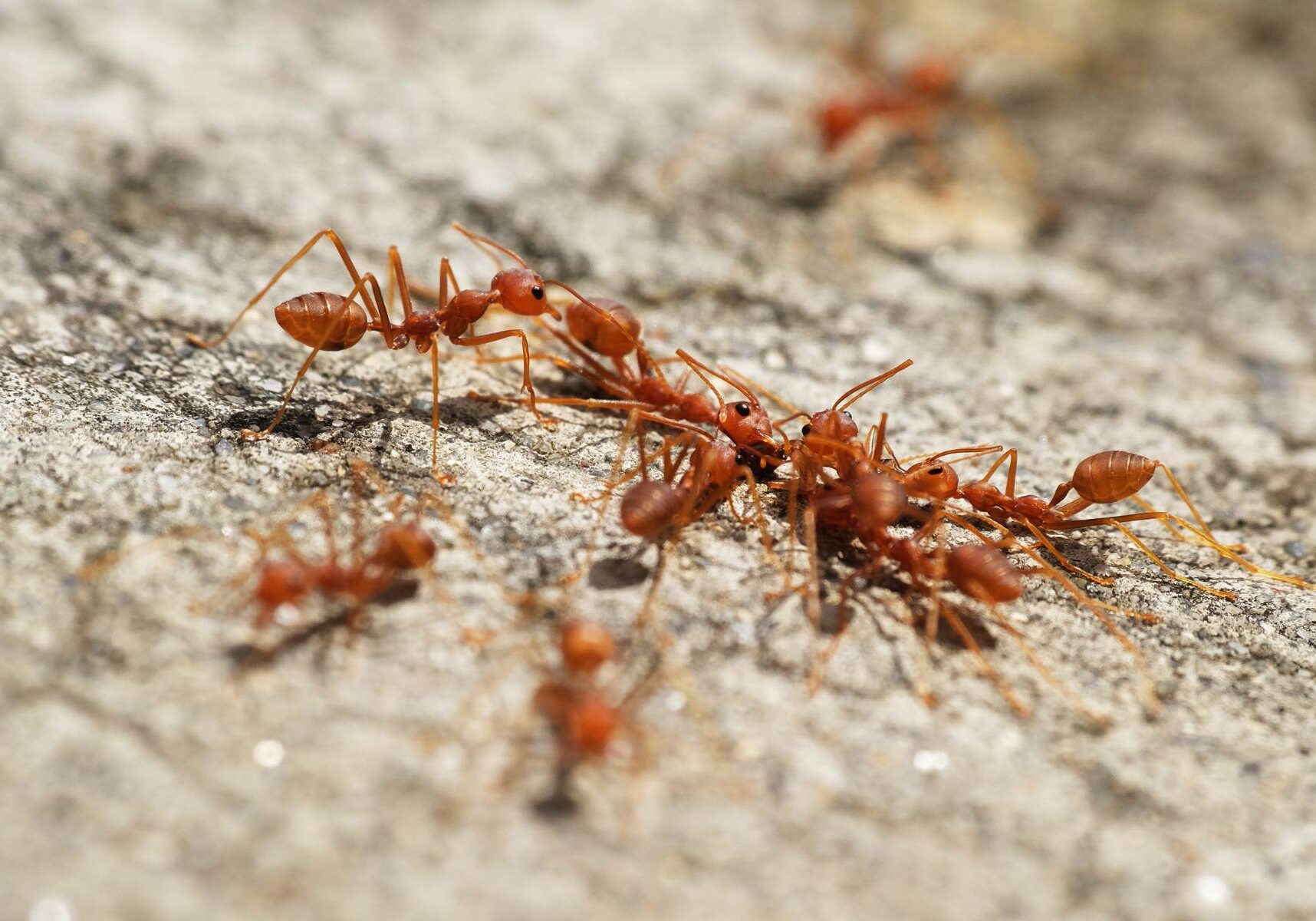 a group of fire ants on a rock