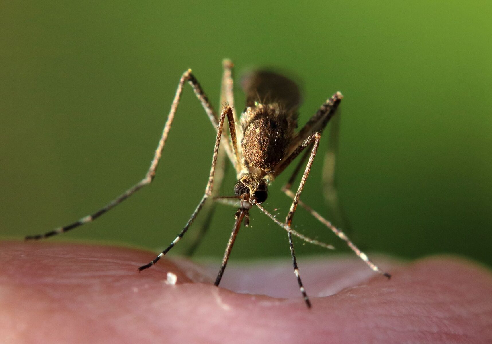 Mosquito Reduction