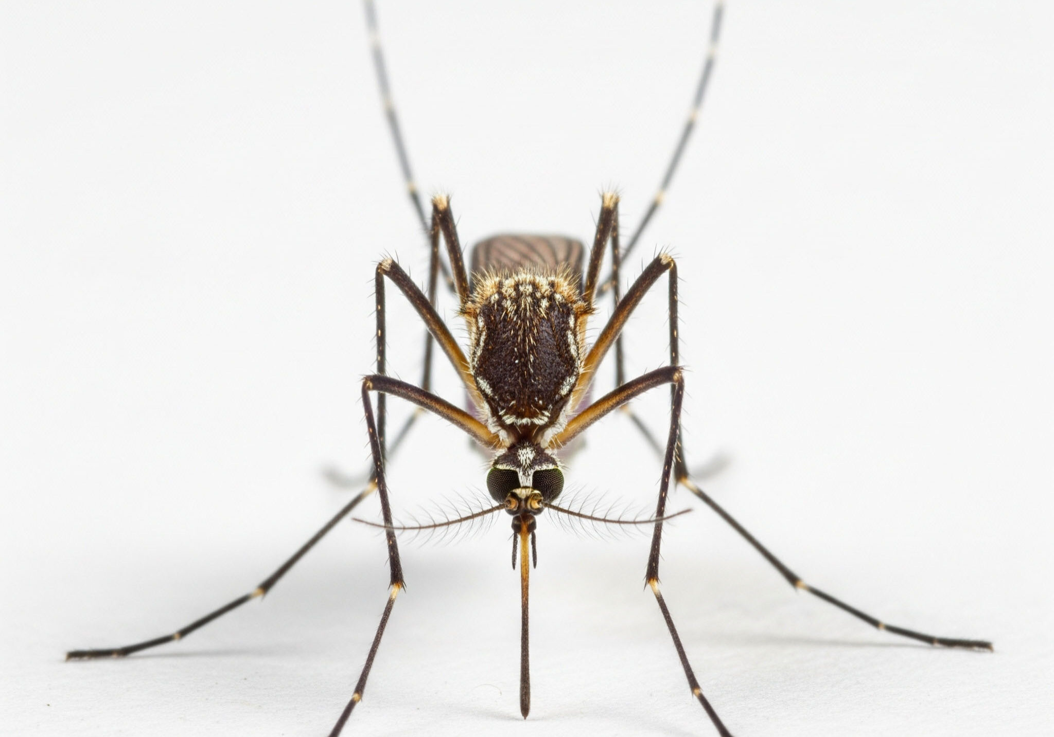 mosquito